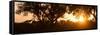 Awesome South Africa Collection Panoramic - African Sunrise Trees-Philippe Hugonnard-Framed Stretched Canvas