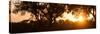 Awesome South Africa Collection Panoramic - African Sunrise Trees-Philippe Hugonnard-Stretched Canvas