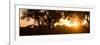 Awesome South Africa Collection Panoramic - African Sunrise Trees-Philippe Hugonnard-Framed Photographic Print