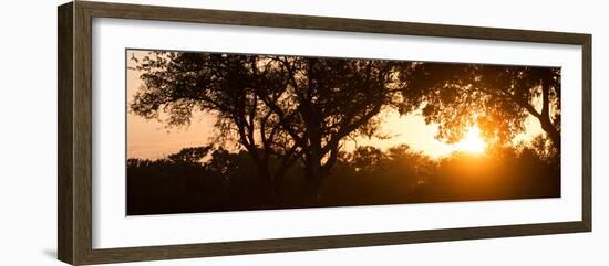 Awesome South Africa Collection Panoramic - African Sunrise Trees-Philippe Hugonnard-Framed Photographic Print