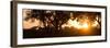 Awesome South Africa Collection Panoramic - African Sunrise Trees-Philippe Hugonnard-Framed Photographic Print