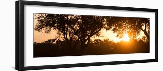 Awesome South Africa Collection Panoramic - African Sunrise Trees-Philippe Hugonnard-Framed Photographic Print