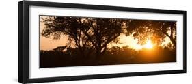 Awesome South Africa Collection Panoramic - African Sunrise Trees-Philippe Hugonnard-Framed Photographic Print