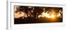 Awesome South Africa Collection Panoramic - African Sunrise Trees-Philippe Hugonnard-Framed Photographic Print