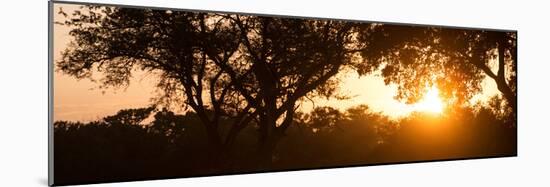 Awesome South Africa Collection Panoramic - African Sunrise Trees-Philippe Hugonnard-Mounted Photographic Print