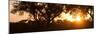 Awesome South Africa Collection Panoramic - African Sunrise Trees-Philippe Hugonnard-Mounted Photographic Print