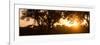 Awesome South Africa Collection Panoramic - African Sunrise Trees-Philippe Hugonnard-Framed Photographic Print