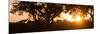 Awesome South Africa Collection Panoramic - African Sunrise Trees-Philippe Hugonnard-Mounted Photographic Print
