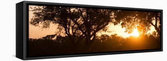 Awesome South Africa Collection Panoramic - African Sunrise Trees-Philippe Hugonnard-Framed Stretched Canvas