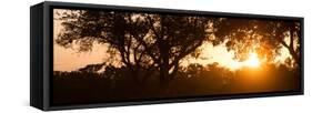 Awesome South Africa Collection Panoramic - African Sunrise Trees-Philippe Hugonnard-Framed Stretched Canvas