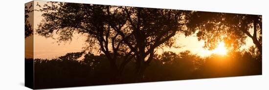 Awesome South Africa Collection Panoramic - African Sunrise Trees-Philippe Hugonnard-Stretched Canvas