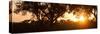 Awesome South Africa Collection Panoramic - African Sunrise Trees-Philippe Hugonnard-Stretched Canvas