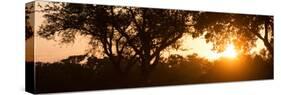 Awesome South Africa Collection Panoramic - African Sunrise Trees-Philippe Hugonnard-Stretched Canvas