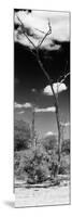 Awesome South Africa Collection Panoramic - African Tree at Savannah B&W-Philippe Hugonnard-Mounted Photographic Print