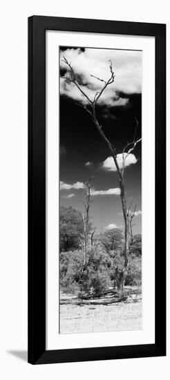 Awesome South Africa Collection Panoramic - African Tree at Savannah B&W-Philippe Hugonnard-Framed Photographic Print