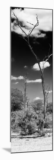 Awesome South Africa Collection Panoramic - African Tree at Savannah B&W-Philippe Hugonnard-Mounted Photographic Print