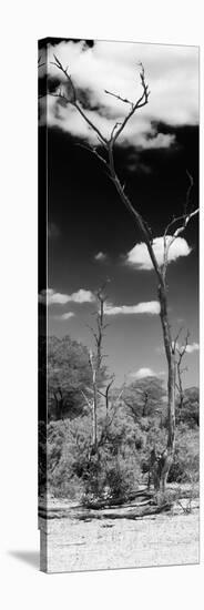 Awesome South Africa Collection Panoramic - African Tree at Savannah B&W-Philippe Hugonnard-Stretched Canvas