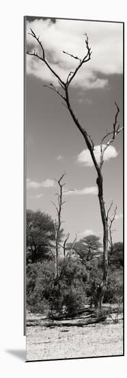 Awesome South Africa Collection Panoramic - African Tree at Savannah II-Philippe Hugonnard-Mounted Photographic Print