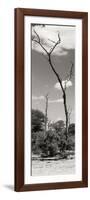 Awesome South Africa Collection Panoramic - African Tree at Savannah II-Philippe Hugonnard-Framed Photographic Print