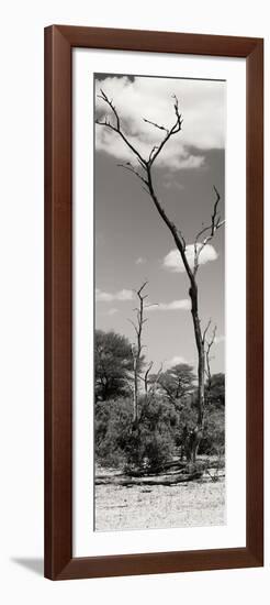 Awesome South Africa Collection Panoramic - African Tree at Savannah II-Philippe Hugonnard-Framed Photographic Print