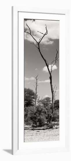 Awesome South Africa Collection Panoramic - African Tree at Savannah II-Philippe Hugonnard-Framed Photographic Print