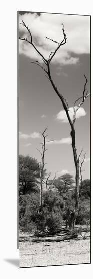 Awesome South Africa Collection Panoramic - African Tree at Savannah II-Philippe Hugonnard-Mounted Photographic Print