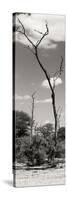 Awesome South Africa Collection Panoramic - African Tree at Savannah II-Philippe Hugonnard-Stretched Canvas