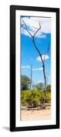 Awesome South Africa Collection Panoramic - African Tree at Savannah-Philippe Hugonnard-Framed Photographic Print