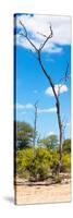 Awesome South Africa Collection Panoramic - African Tree at Savannah-Philippe Hugonnard-Stretched Canvas