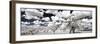 Awesome South Africa Collection Panoramic - Another Look Savannah II-Philippe Hugonnard-Framed Photographic Print