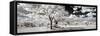 Awesome South Africa Collection Panoramic - Another Look Savannah-Philippe Hugonnard-Framed Stretched Canvas