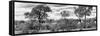 Awesome South Africa Collection Panoramic - Beautiful Savannah Landscape B&W-Philippe Hugonnard-Framed Stretched Canvas