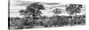 Awesome South Africa Collection Panoramic - Beautiful Savannah Landscape B&W-Philippe Hugonnard-Stretched Canvas