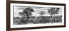 Awesome South Africa Collection Panoramic - Beautiful Savannah Landscape B&W-Philippe Hugonnard-Framed Photographic Print