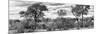 Awesome South Africa Collection Panoramic - Beautiful Savannah Landscape B&W-Philippe Hugonnard-Mounted Photographic Print