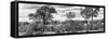 Awesome South Africa Collection Panoramic - Beautiful Savannah Landscape B&W-Philippe Hugonnard-Framed Stretched Canvas