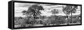 Awesome South Africa Collection Panoramic - Beautiful Savannah Landscape B&W-Philippe Hugonnard-Framed Stretched Canvas