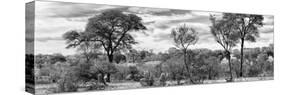 Awesome South Africa Collection Panoramic - Beautiful Savannah Landscape B&W-Philippe Hugonnard-Stretched Canvas