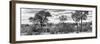 Awesome South Africa Collection Panoramic - Beautiful Savannah Landscape B&W-Philippe Hugonnard-Framed Photographic Print