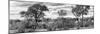 Awesome South Africa Collection Panoramic - Beautiful Savannah Landscape B&W-Philippe Hugonnard-Mounted Photographic Print