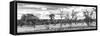 Awesome South Africa Collection Panoramic - Beautiful Savannah Landscape II B&W-Philippe Hugonnard-Framed Stretched Canvas