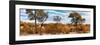 Awesome South Africa Collection Panoramic - Beautiful Savannah Landscape II-Philippe Hugonnard-Framed Photographic Print