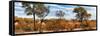 Awesome South Africa Collection Panoramic - Beautiful Savannah Landscape II-Philippe Hugonnard-Framed Stretched Canvas