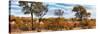 Awesome South Africa Collection Panoramic - Beautiful Savannah Landscape II-Philippe Hugonnard-Stretched Canvas