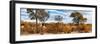 Awesome South Africa Collection Panoramic - Beautiful Savannah Landscape II-Philippe Hugonnard-Framed Photographic Print