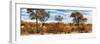 Awesome South Africa Collection Panoramic - Beautiful Savannah Landscape II-Philippe Hugonnard-Framed Photographic Print