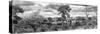 Awesome South Africa Collection Panoramic - Beautiful Savannah Landscape III B&W-Philippe Hugonnard-Stretched Canvas