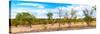 Awesome South Africa Collection Panoramic - Beautiful Savannah Landscape III-Philippe Hugonnard-Stretched Canvas