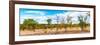 Awesome South Africa Collection Panoramic - Beautiful Savannah Landscape III-Philippe Hugonnard-Framed Photographic Print