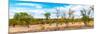 Awesome South Africa Collection Panoramic - Beautiful Savannah Landscape III-Philippe Hugonnard-Mounted Photographic Print